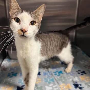 Chicken Wing -  Domestic Short Hair Cat for Adoption in Beaumont, Texas - Chicken Wing | PetCurious
