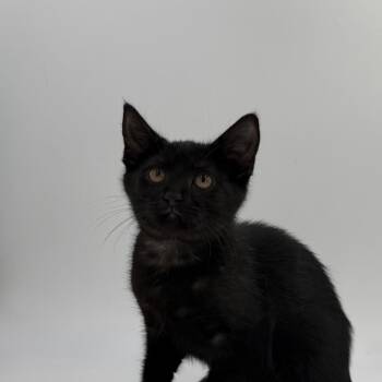 Rain -  Domestic Short Hair Cat for Adoption in State College, Pennsylvania - Rain | PetCurious