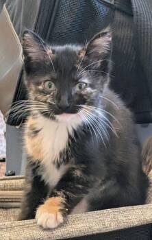 Ginger -  Domestic Short Hair Cat for Adoption in Dayton, Ohio - Ginger | PetCurious