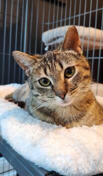 American Shorthair Cats Available for Adoption in Highland Park, New Jersey - Samosa | PetCurious