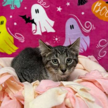 Taz -  Domestic Short Hair Cat for Adoption in Riverwoods, Illinois - Taz | PetCurious