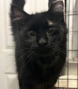 Vinto -  Domestic Medium Hair Cat for Adoption in Las Cruces, New Mexico - Vinto | PetCurious