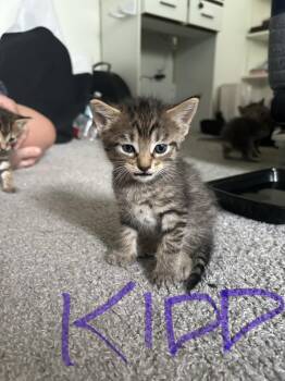 Kidd -  Domestic Short Hair Cat for Adoption in The Woodlands, Texas - Kidd | PetCurious