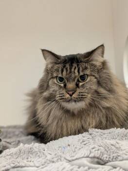 Rescue Domestic Medium Hair Cats for Adoption in Coquitlam, British Columbia - Jade | PetCurious