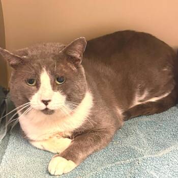McDonald -  Domestic Short Hair Cat for Adoption in Austin, Texas - McDonald | PetCurious