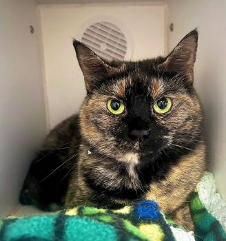 Mac -  Domestic Short Hair Cat for Adoption in Littlestown, Pennsylvania - Mac | PetCurious