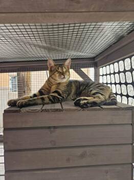 Domestic Short Hair Cats Available for Adoption in Albuquerque, New Mexico - Topo Chico | PetCurious