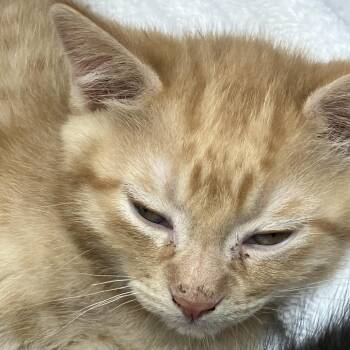 Gingerbread -  Domestic Short Hair Cat for Adoption in Burlington, Ontario - Gingerbread | PetCurious