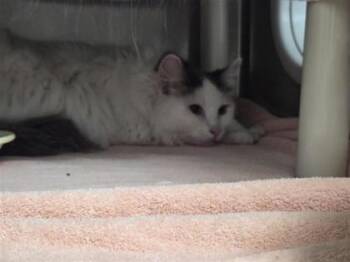 Delphine -  Domestic Short Hair Cat for Adoption in Montreal, Quebec - Delphine | PetCurious
