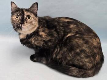 Dessa -  Domestic Medium Hair and Domestic Short Hair Cat for Adoption in Minneapolis, Minnesota - Dessa | PetCurious