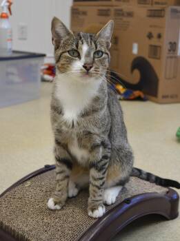 Rescue Domestic Short Hair Cats for Adoption in Westbrook, Connecticut - Glinda | PetCurious