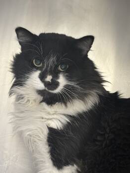 Rescue Domestic Long Hair Cats for Adoption in Las Vegas, Nevada - TUXIEMAN | PetCurious