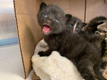 A1921253 -  Domestic Short Hair Cat for Adoption in Thousand Palms, California - A1921253 | PetCurious