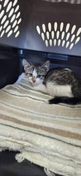 Pickle -  Domestic Short Hair Cat for Adoption in Van Wert, Ohio - Pickle | PetCurious