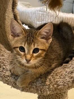 Mochi -  Domestic Short Hair Cat for Adoption in Lincoln, Nebraska - Mochi | PetCurious