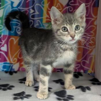 Squeaks -  Domestic Short Hair Cat for Adoption - Squeaks | PetCurious