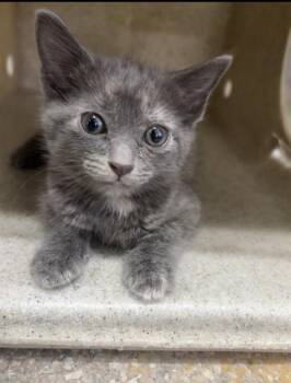 BROWNIE JR. -  Domestic Short Hair Cat for Adoption in Louisville, Kentucky - BROWNIE JR. | PetCurious