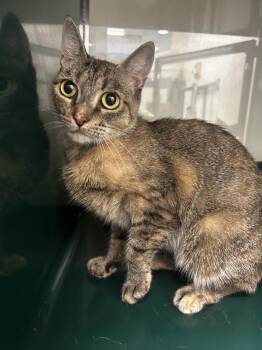 Nala -  Domestic Short Hair Cat for Adoption in Little Elm, Texas - Nala | PetCurious