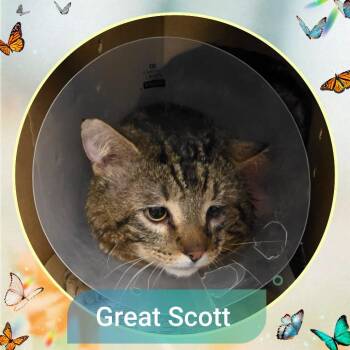 Domestic Short Hair Cats Available for Adoption in Wheeling, Illinois - Great Scott | PetCurious