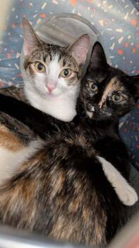 Domestic Short Hair Cats Available for Adoption in Covington, Louisiana - Mildred | PetCurious