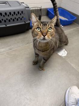 HERSHEY -  Domestic Short Hair Cat for Adoption in Omaha, Nebraska - HERSHEY | PetCurious