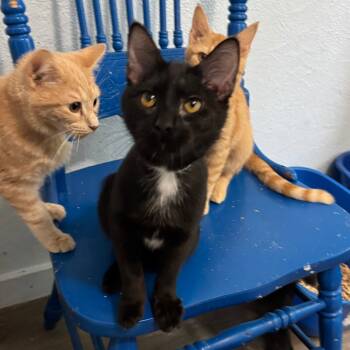 Rescue Domestic Short Hair Cats for Adoption in Portage, Michigan - Peppermint | PetCurious