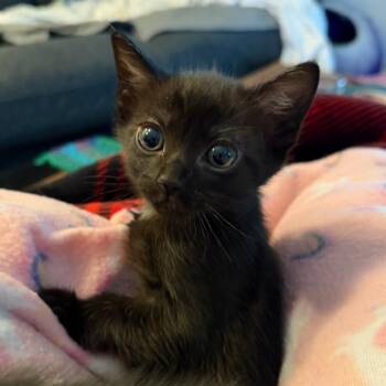 Domestic Short Hair Cats Available for Adoption in Las Vegas, Nevada - Boba 53255 | PetCurious