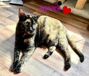 Monica/Luna -  Domestic Short Hair Cat for Adoption in Mooresville, North Carolina - Monica/Luna | PetCurious