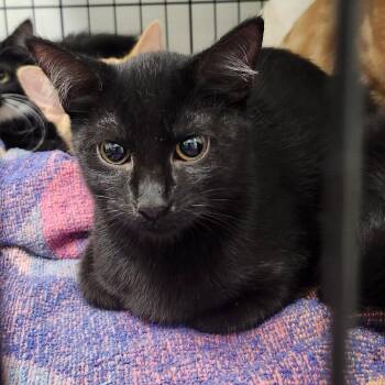 Jumble -  Domestic Short Hair Cat for Adoption - Jumble | PetCurious
