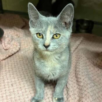 Frappe -  Domestic Short Hair Cat for Adoption in Concord, North Carolina - Frappe | PetCurious