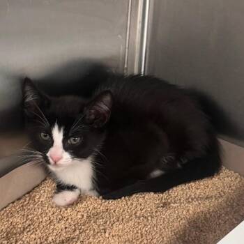 Gillette -  Domestic Short Hair Cat for Adoption in Clearwater, Florida - Gillette | PetCurious