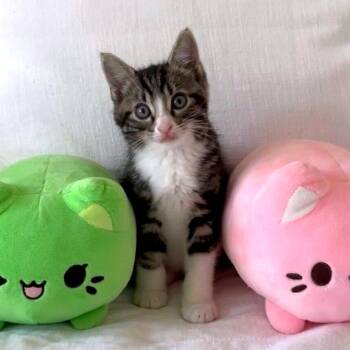 Domestic Medium Hair Cats Available for Adoption - Valentina | PetCurious