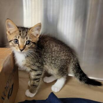 Taylor -  Domestic Short Hair Cat for Adoption in Lake Panasoffkee, Florida - Taylor | PetCurious