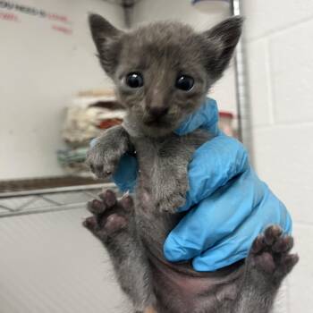 Jill -  Domestic Short Hair Cat for Adoption in Edinburg, Texas - Jill | PetCurious