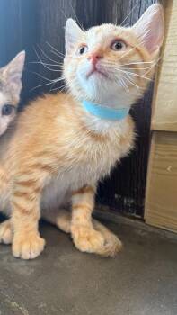 Tundra (Light Blue) -  Domestic Short Hair Cat for Adoption in Clarksville, Tennessee - Tundra (Light Blue) | PetCurious