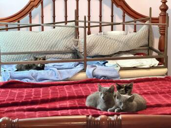 Domestic Short Hair and Russian Blue Cats Available for Adoption in Ellicott City, Maryland - Willoughby | PetCurious