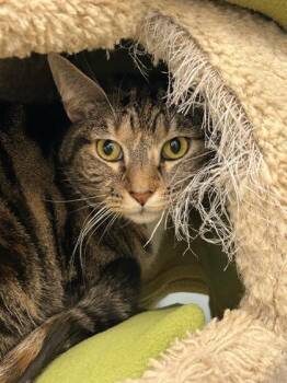 Fi -  Domestic Short Hair Cat for Adoption in Sacramento, California - Fi | PetCurious