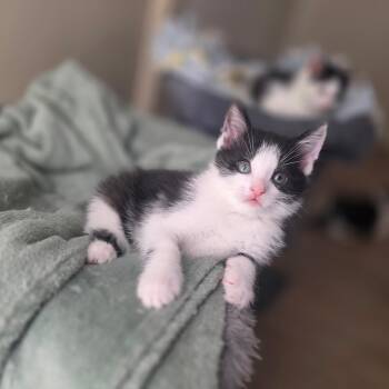 Huckleberry -  Domestic Short Hair Cat for Adoption in Pardeeville, Wisconsin - Huckleberry | PetCurious