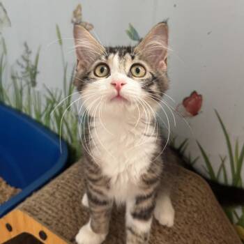 Jasmine -  Domestic Short Hair Cat for Adoption in Richland, Michigan - Jasmine | PetCurious