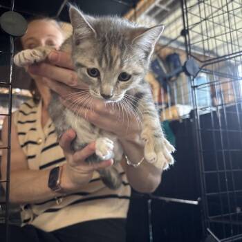 Corkscrew -  Domestic Short Hair Cat for Adoption in Westminster, California - Corkscrew | PetCurious