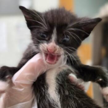 Tawny Rocket -  Domestic Short Hair Cat for Adoption in Charleston, West Virginia - Tawny Rocket | PetCurious
