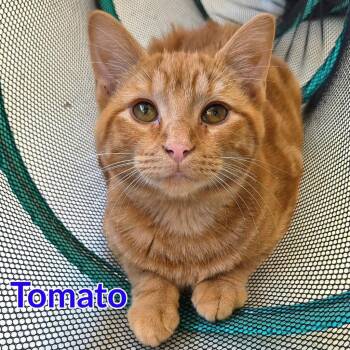 Tomato -  Domestic Short Hair Cat for Adoption in North Saint Paul, Minnesota - Tomato | PetCurious