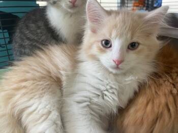 Domestic Long Hair Cats Available for Adoption in Blountville, Tennessee - Doug | PetCurious