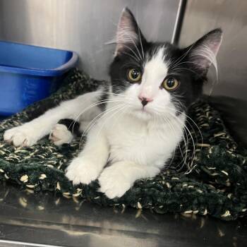 Morpheus -  Domestic Long Hair Cat for Adoption in Idaho Falls, Idaho - Morpheus | PetCurious