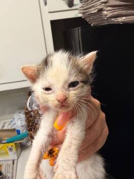 *Florin -  Domestic Medium Hair Cat for Adoption in Newnan, Georgia - *Florin | PetCurious