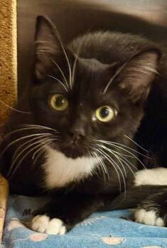 Libby -  Domestic Short Hair Cat for Adoption in Cumming, Georgia - Libby | PetCurious