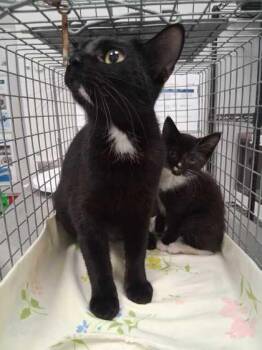 Otis -  Domestic Short Hair Cat for Adoption in Sevierville, Tennessee - Otis | PetCurious