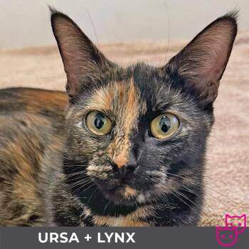 Rescue Domestic Short Hair Cats for Adoption in Toronto, Ontario - Ursa (bonded With Lynx) | PetCurious