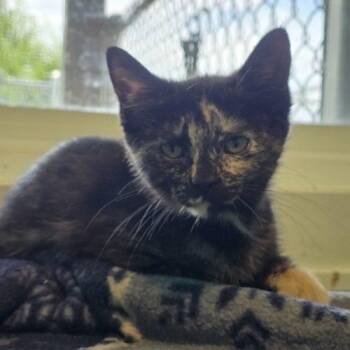 Moana -  Domestic Short Hair Cat for Adoption in Elizabeth, Illinois - Moana | PetCurious