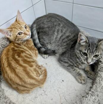 Rescue Domestic Short Hair Cats for Adoption in San Jose, California - Tapatio & Stitch - BONDED PAIR | PetCurious